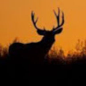 Meet your Posher, Mason